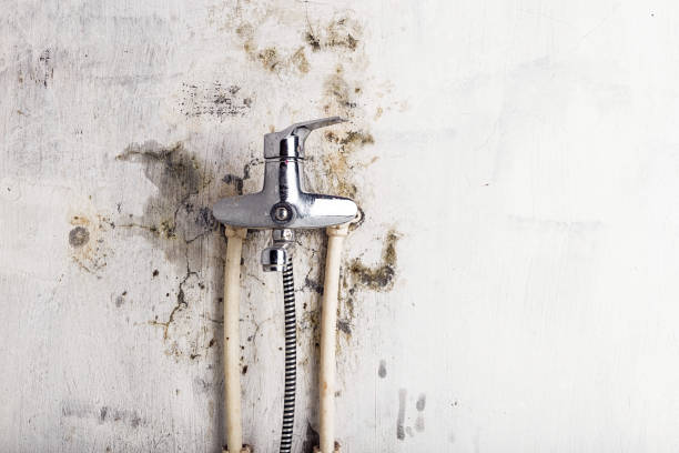Best Certified Mold Removal  in Dodge City, KS