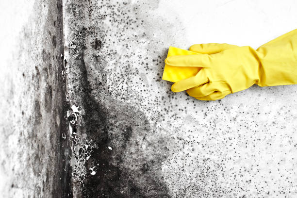 Best Mold Damage Repair  in Dodge City, KS
