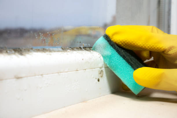 Best Fast Mold Removal  in Dodge City, KS