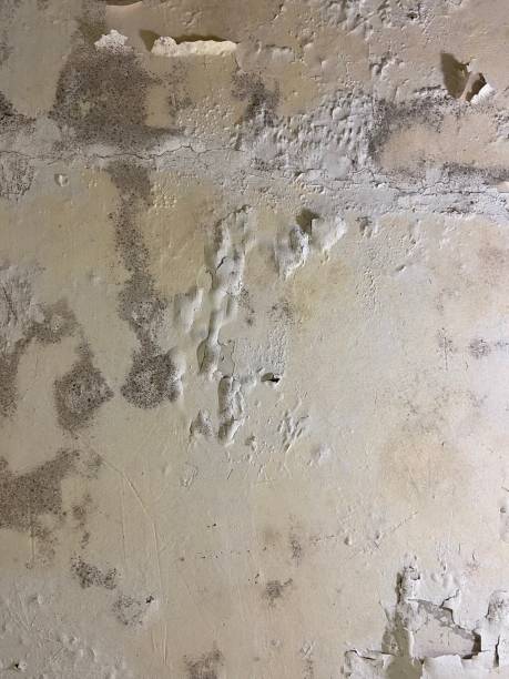 Best Mold Removal Specialists  in Dodge City, KS