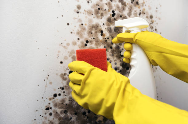 Best Black Mold Removal  in Dodge City, KS