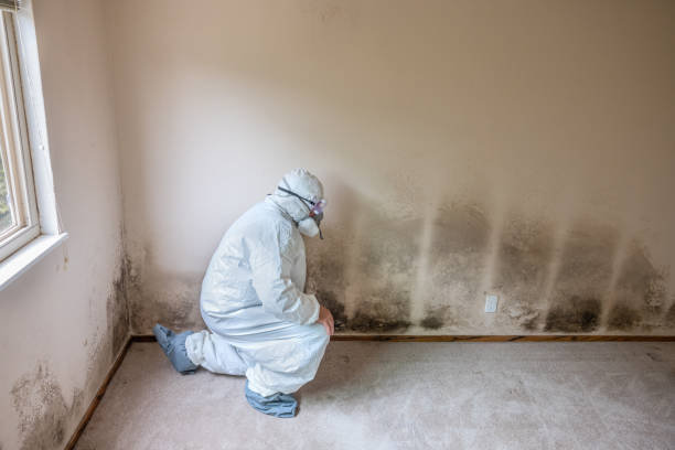 Best Attic Mold Removal  in Dodge City, KS