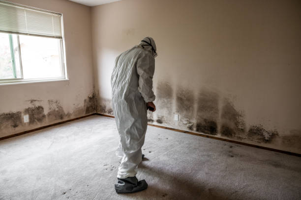 Best Mold Removal Company Near Me  in Dodge City, KS