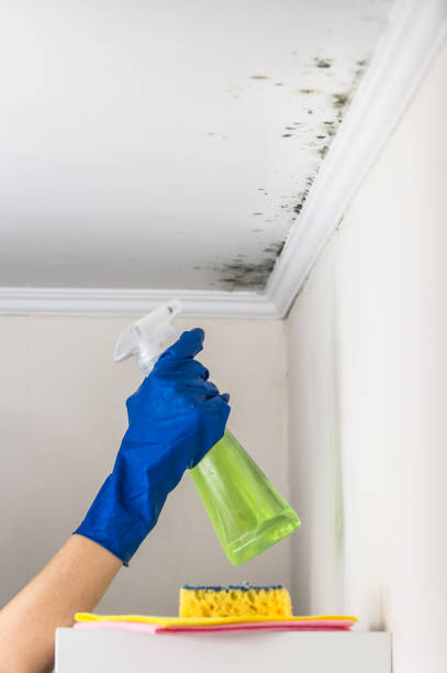 Professional Mold Removal in Dodge City, KS