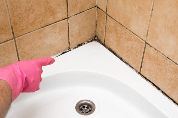 Best Home Mold Removal  in Dodge City, KS